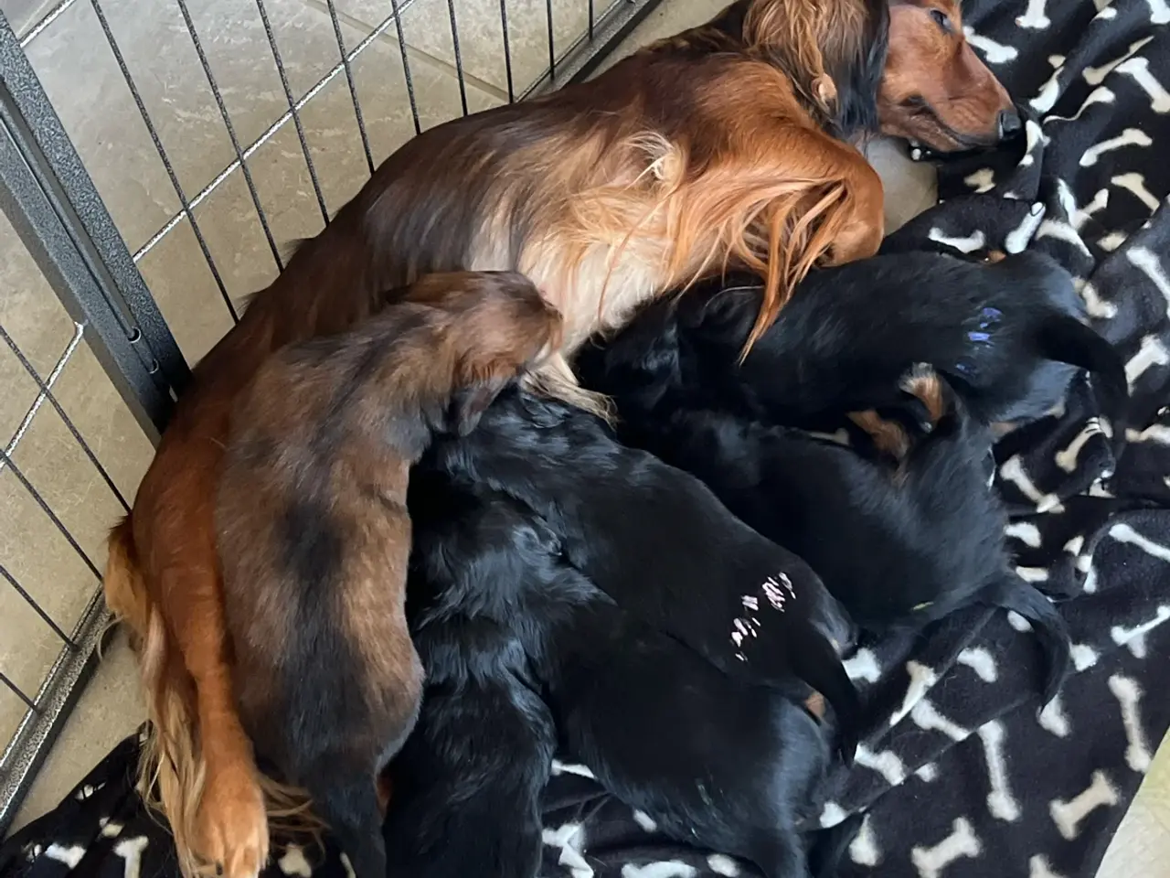 Billede 7 - Gravhundehvalpe, 2 hanner