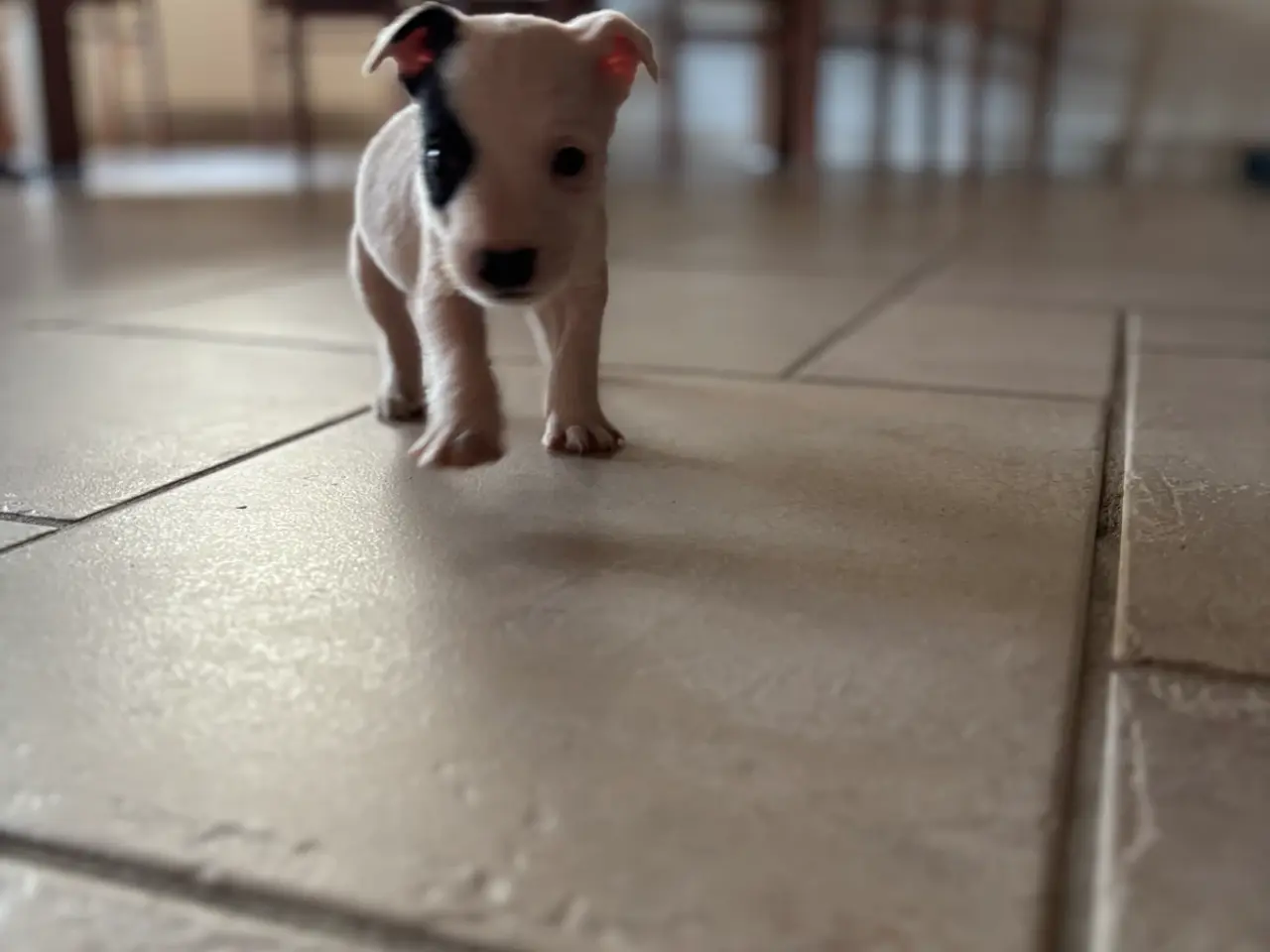 Billede 3 - Jack russel hvalpe