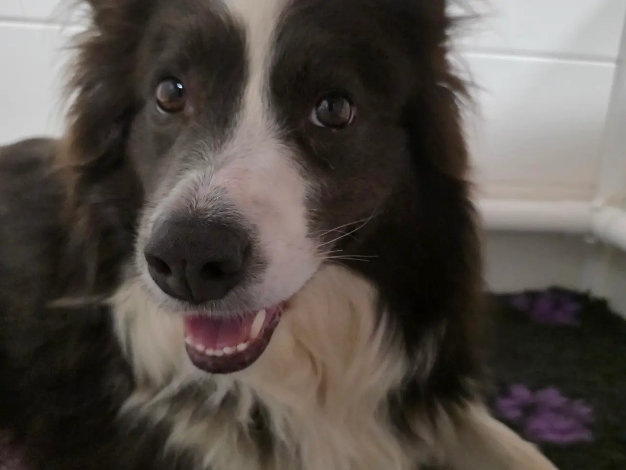Billede 5 - Border Collie stueopdræt hvalpe