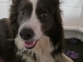 Border Collie stueopdræt hvalpe - 5