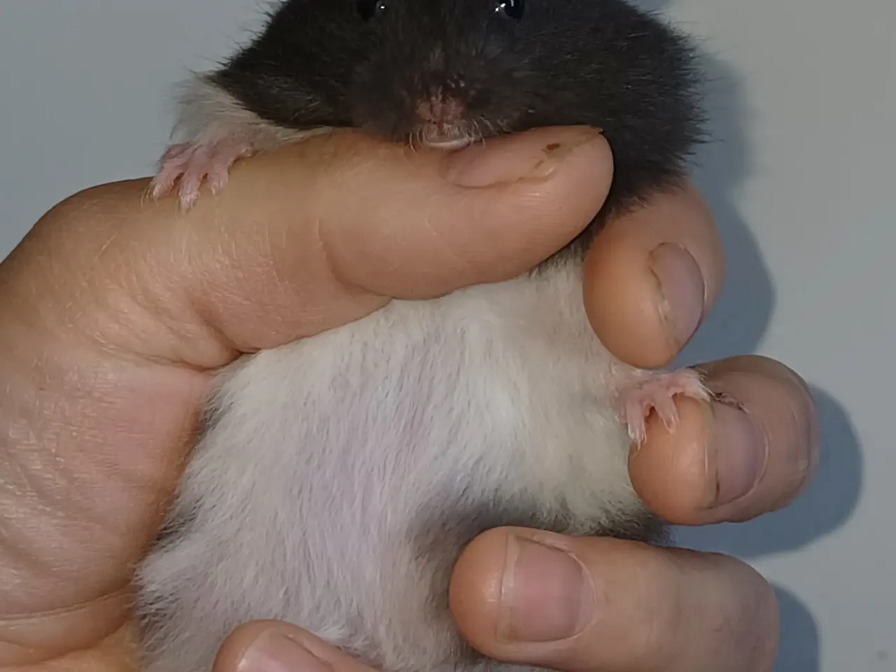 Billede 15 - Guldhamster unger (langhårede)