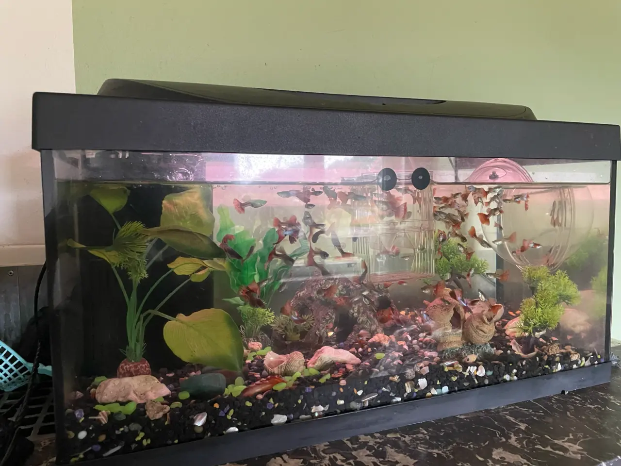 Billede 1 - Komplet 60l akvarium med guppyer