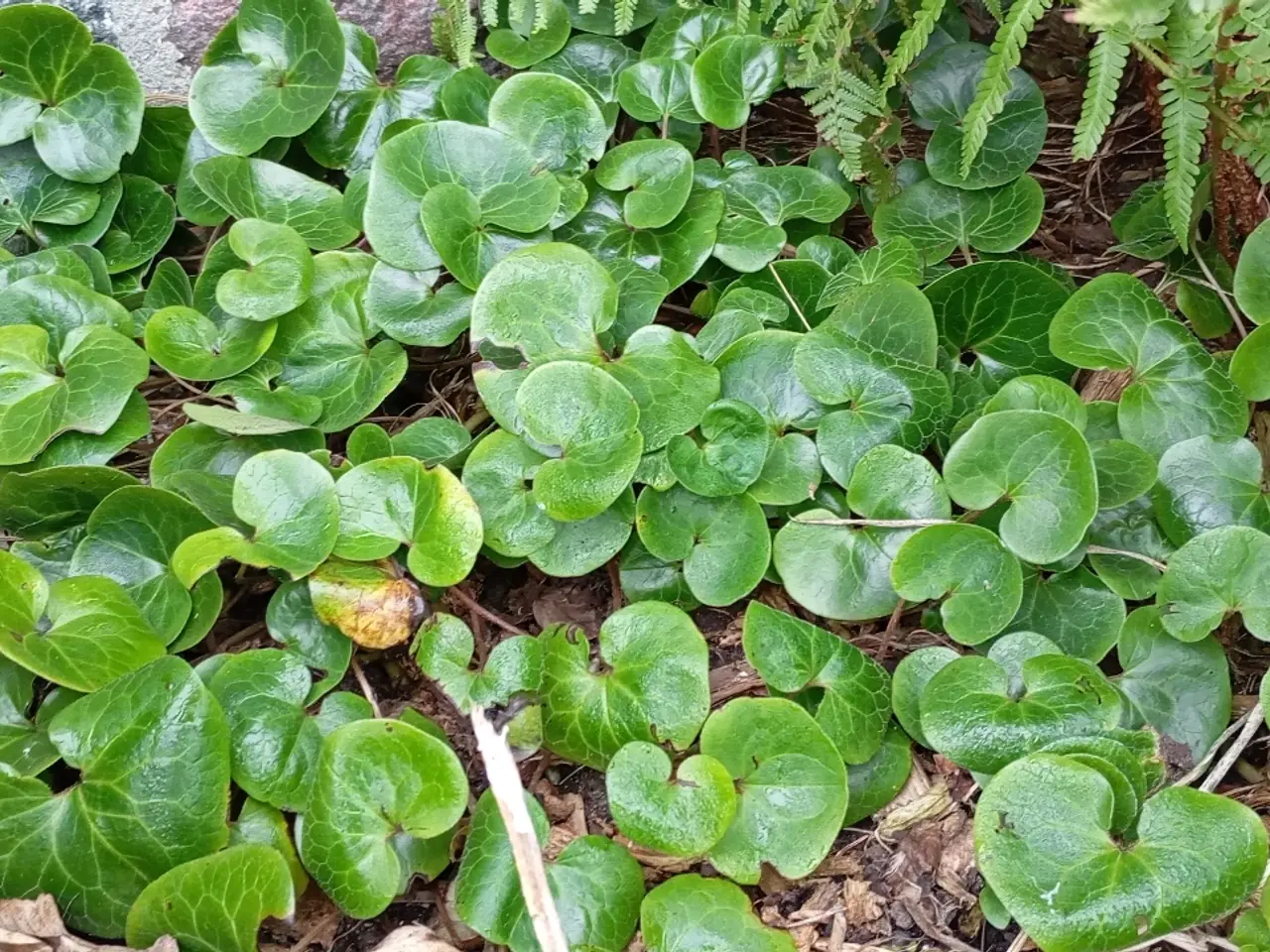 Billede 16 - Stauder/Diverse haveplanter - flerårige