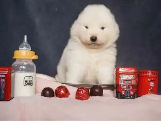 Samojed-hvalpe fra anerkendt FCI-kennel 