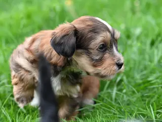 Bichon Havanese