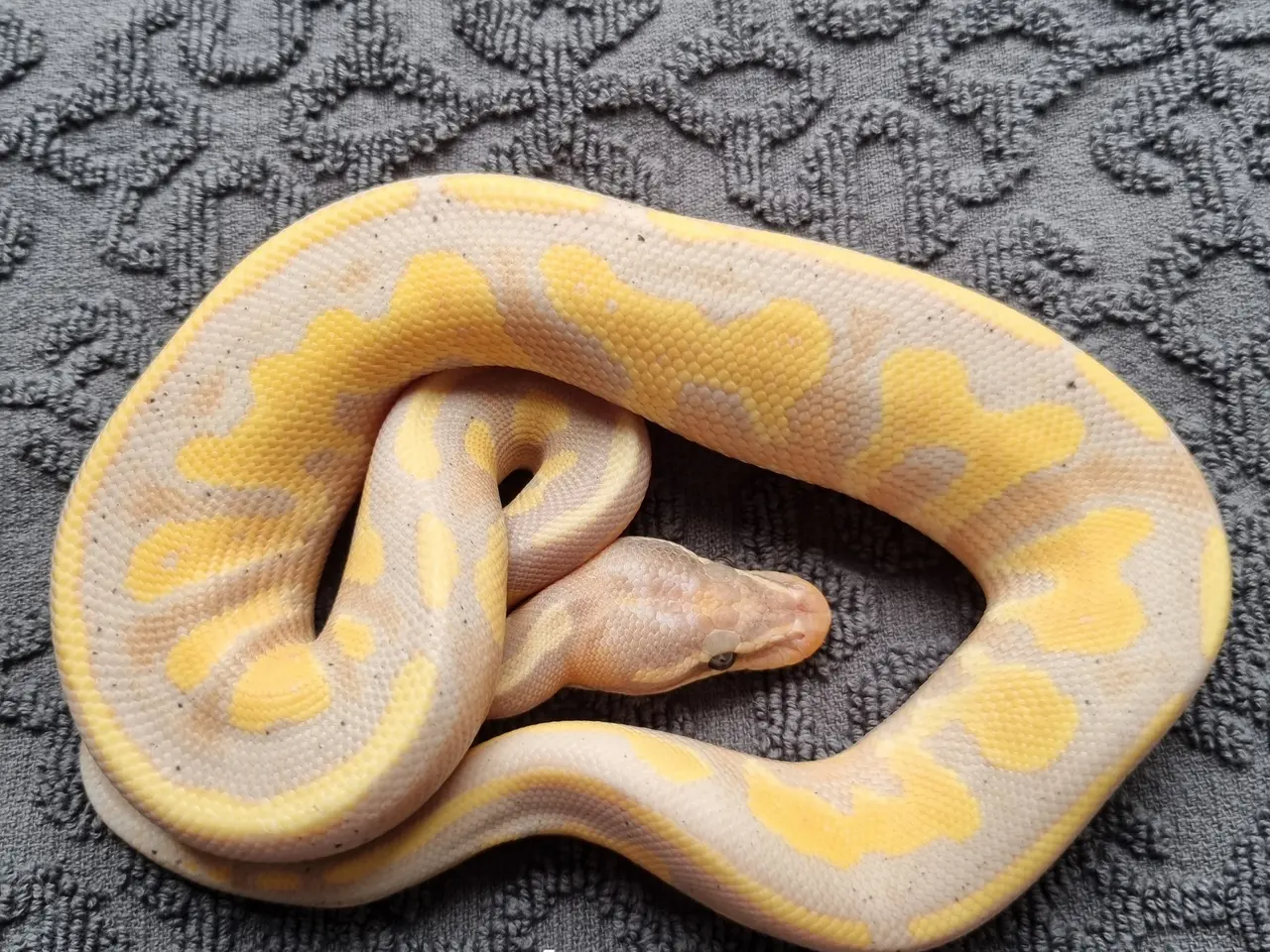 Billede 4 - Pied kongepythons 2026