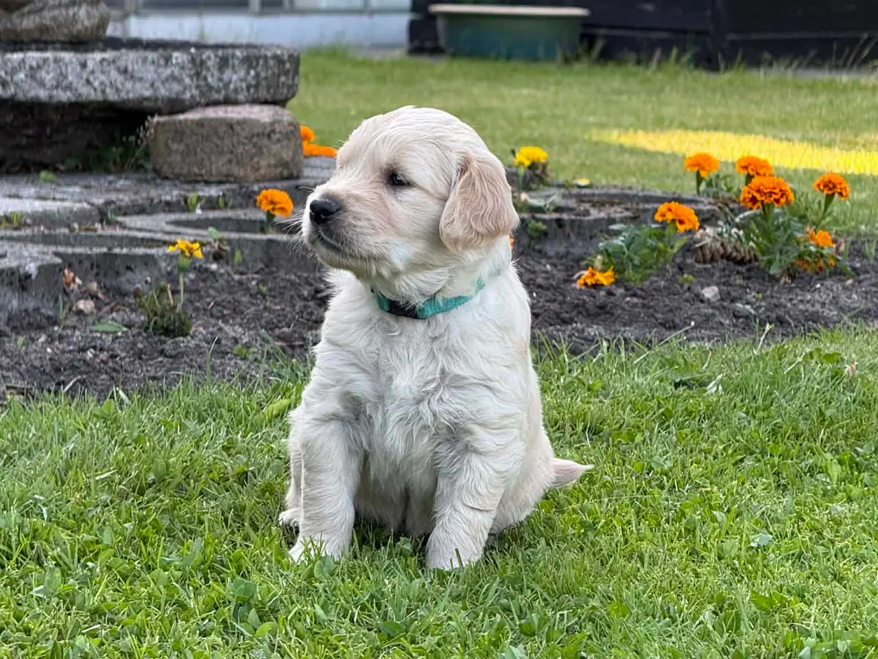 Billede 5 - Golden Retriever hvalpe 
