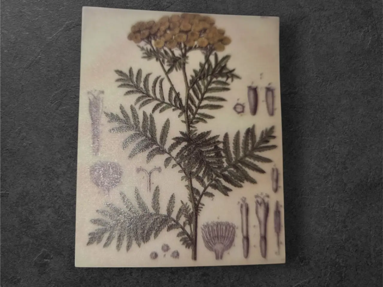 Billede 1 - Elegant botanisk design på semi-transparente papir