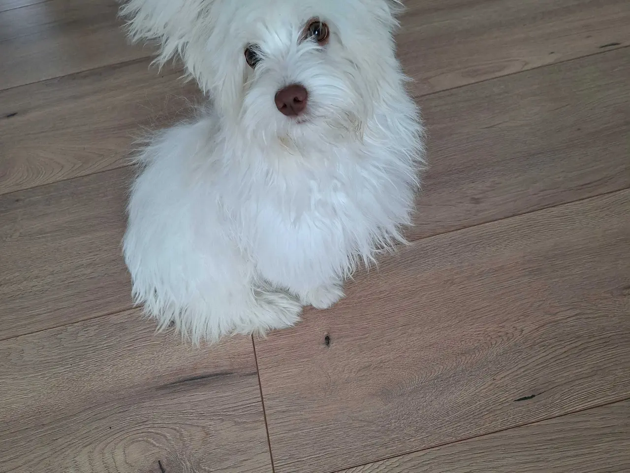 Billede 4 - Bichon havanaise Hundehvalp