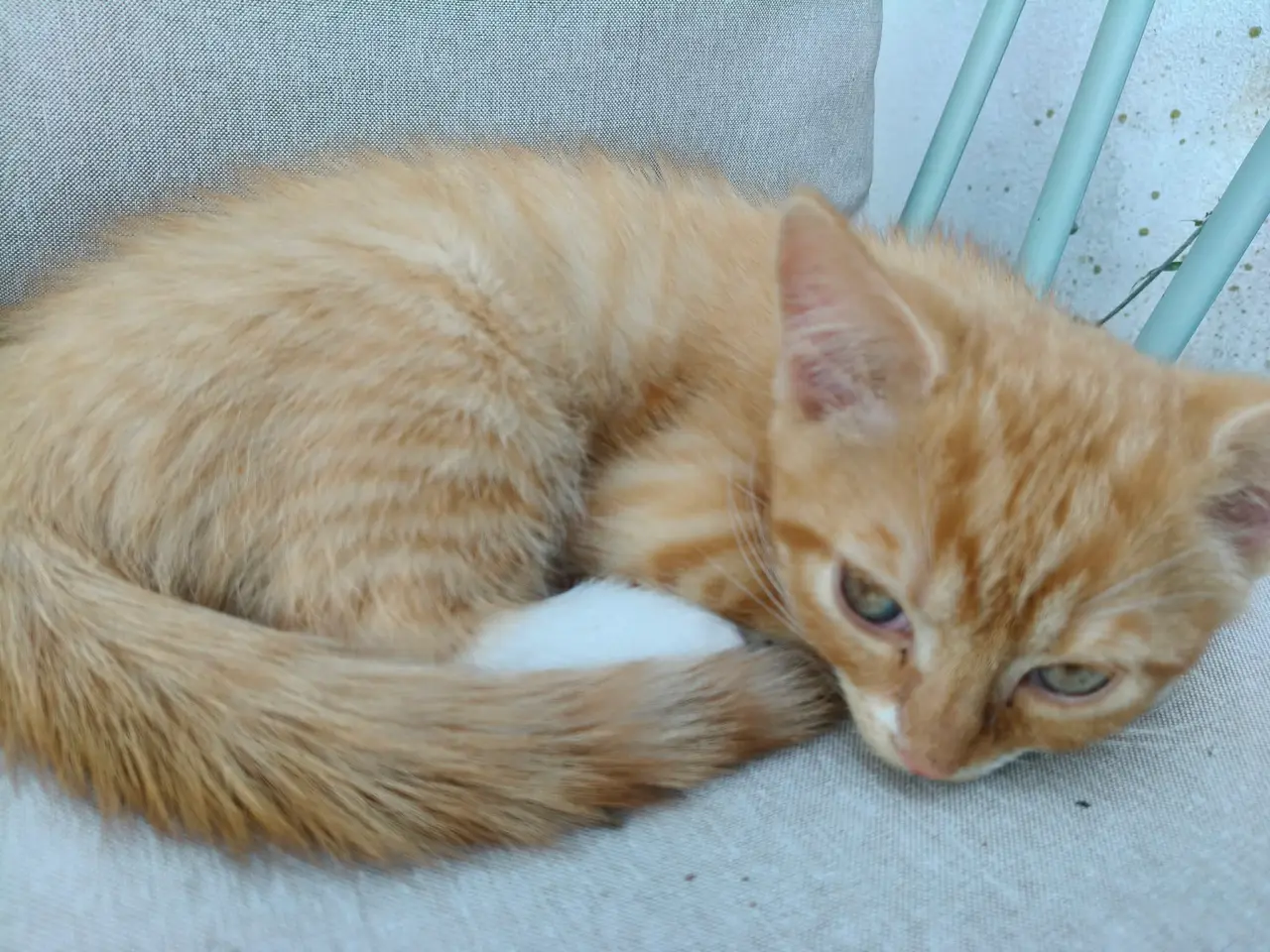 Billede 4 - 2 lækre hankillinger sælges 