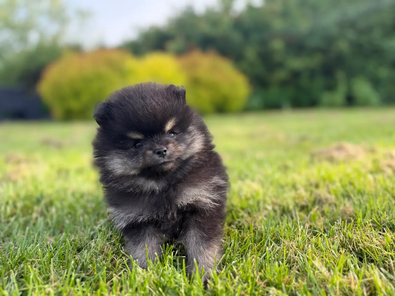 Billede 2 - Skønneste lille Pomeranian 