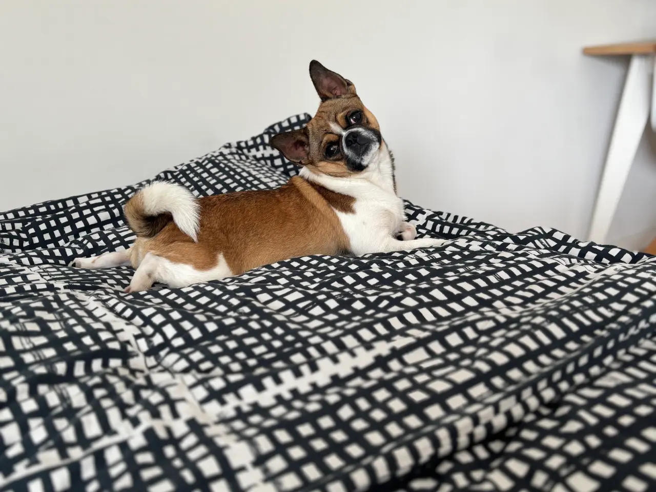 Billede 2 - Dejlig hanhund tilbydes til avl.
