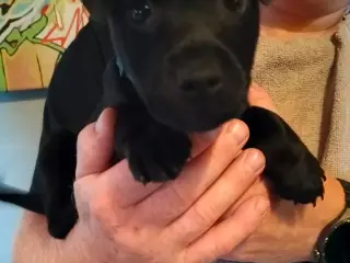 Patterdaleterrier hvalpe - 2