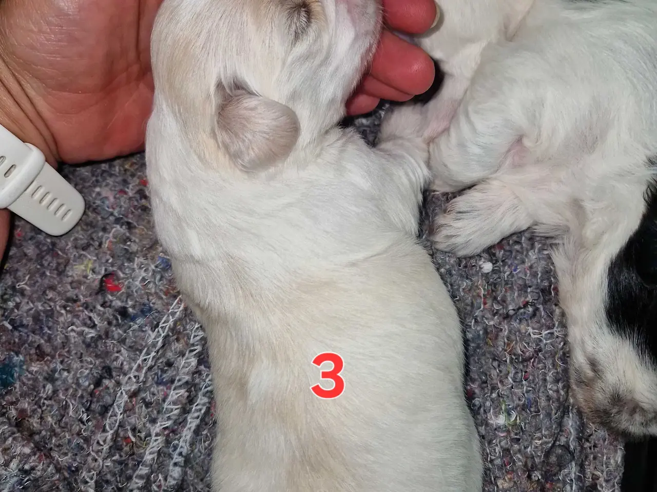 Billede 7 - Boomer hvalpe 