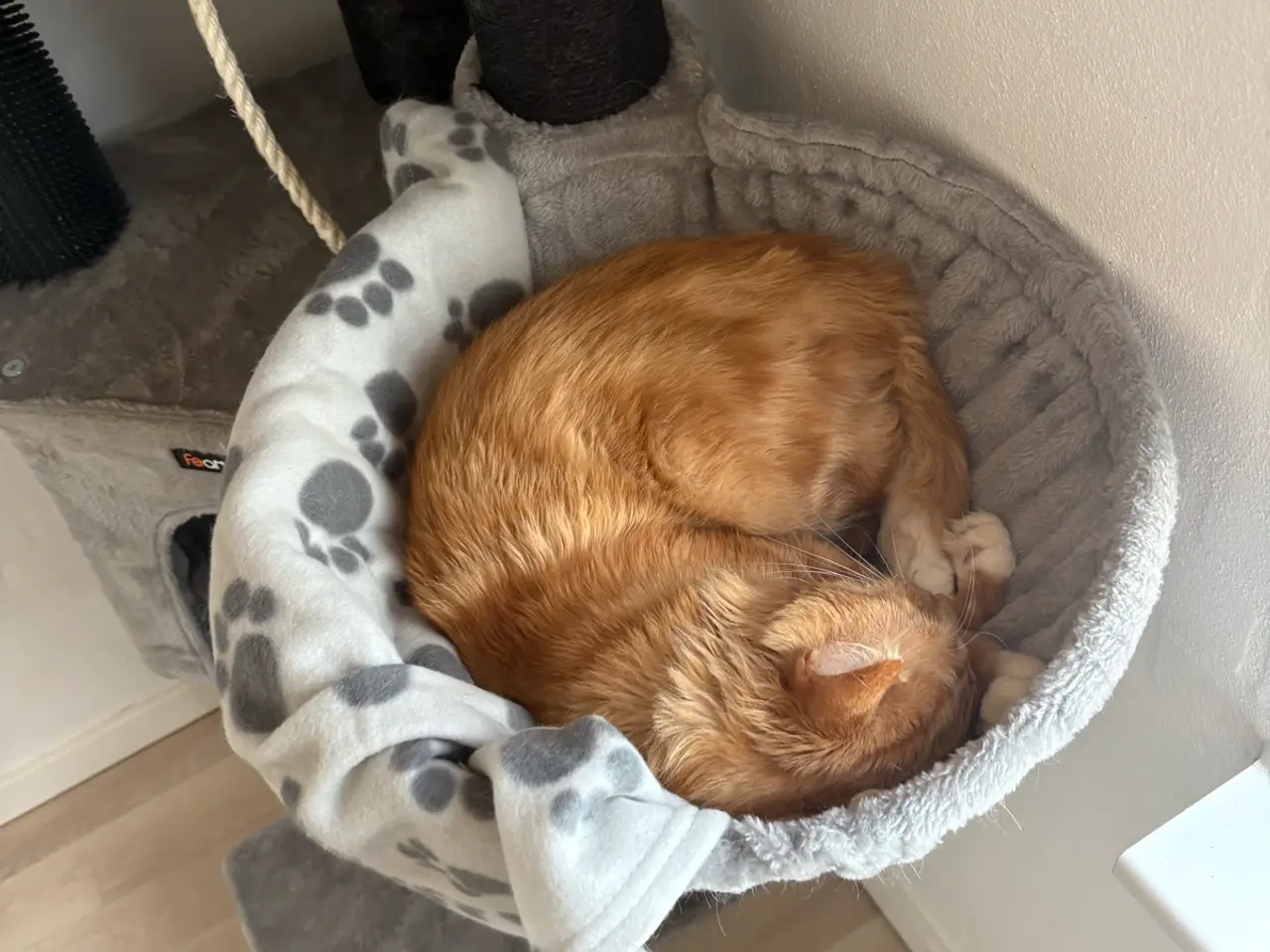 Billede 1 - Main coon blanding RESEVERET