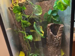 Kronegekko med bioaktiv terrarie