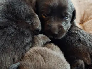 F1 Labrador hvalpe