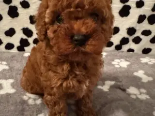 Cavapoo hvalpe - 4