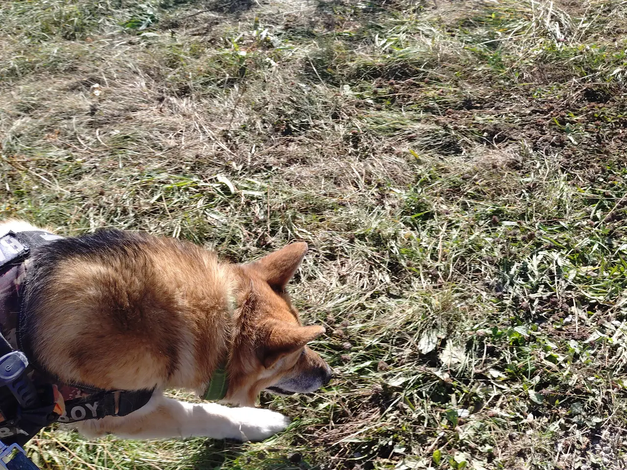 Billede 1 - Hund søges