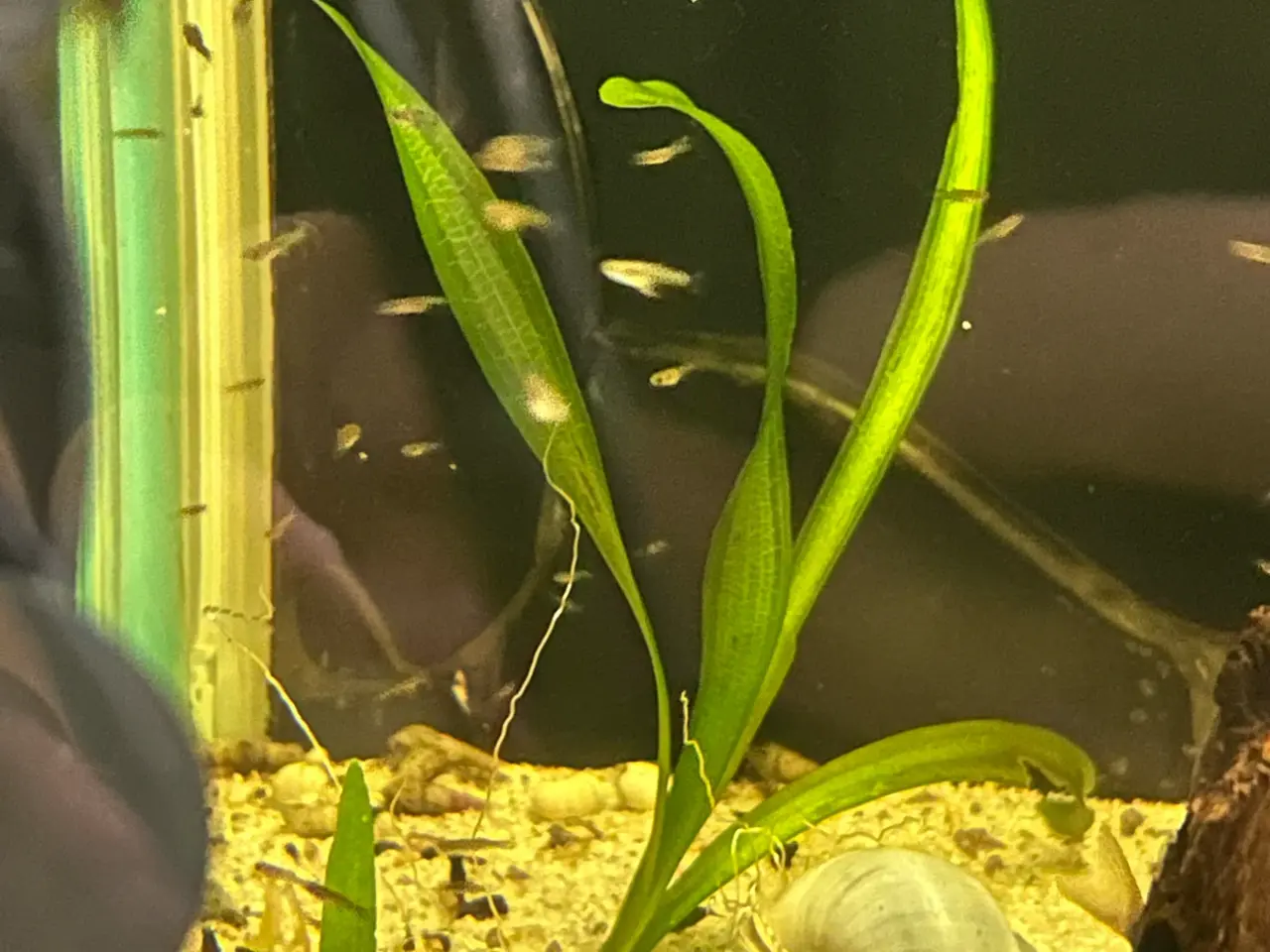 Billede 4 - 💙🐟 Blue Moscow Guppy Unger – Afhentning Viby J