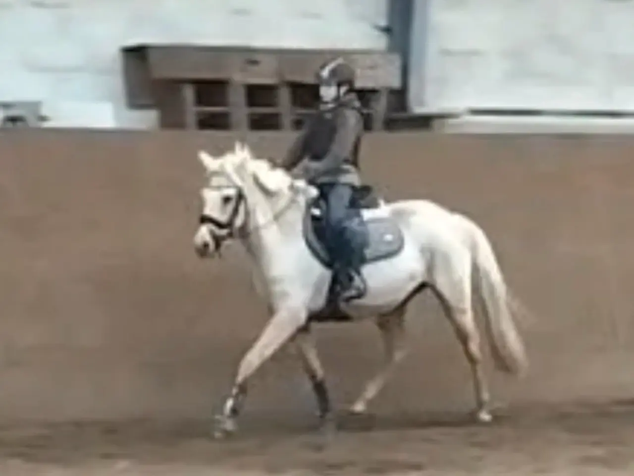 Billede 3 - Smuk palomino hoppe 5 år kat:2 pony