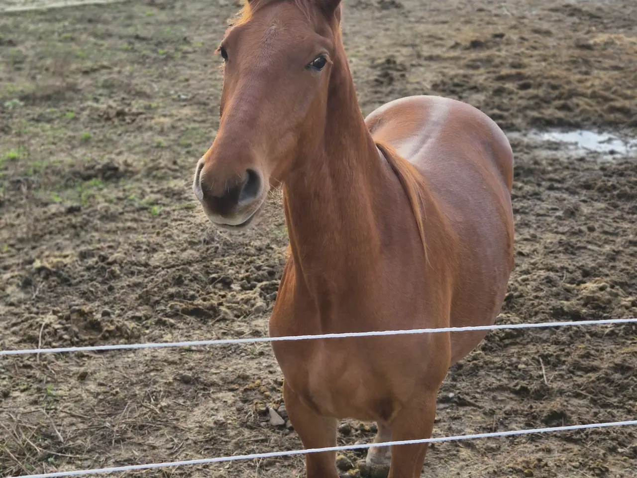Billede 10 - Frederiksborger, Vallak, 2 år