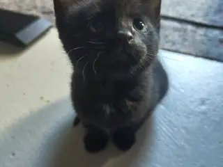 Kattekillinger
