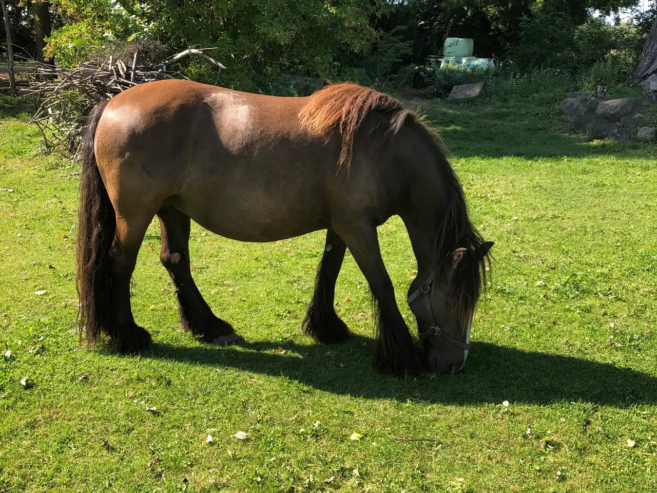 Billede 14 - Irish cob hingsteføl fra maj 2025