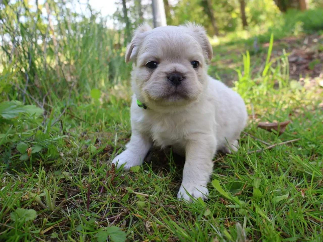 Billede 5 - Fransk bulldog