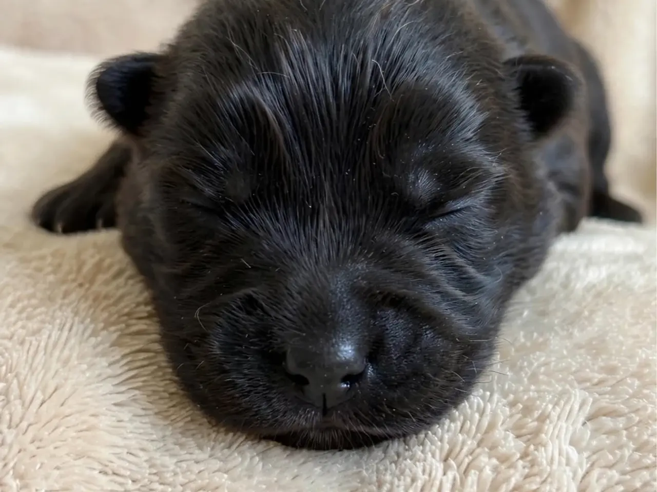 Billede 4 - Chow Chow hvalpe