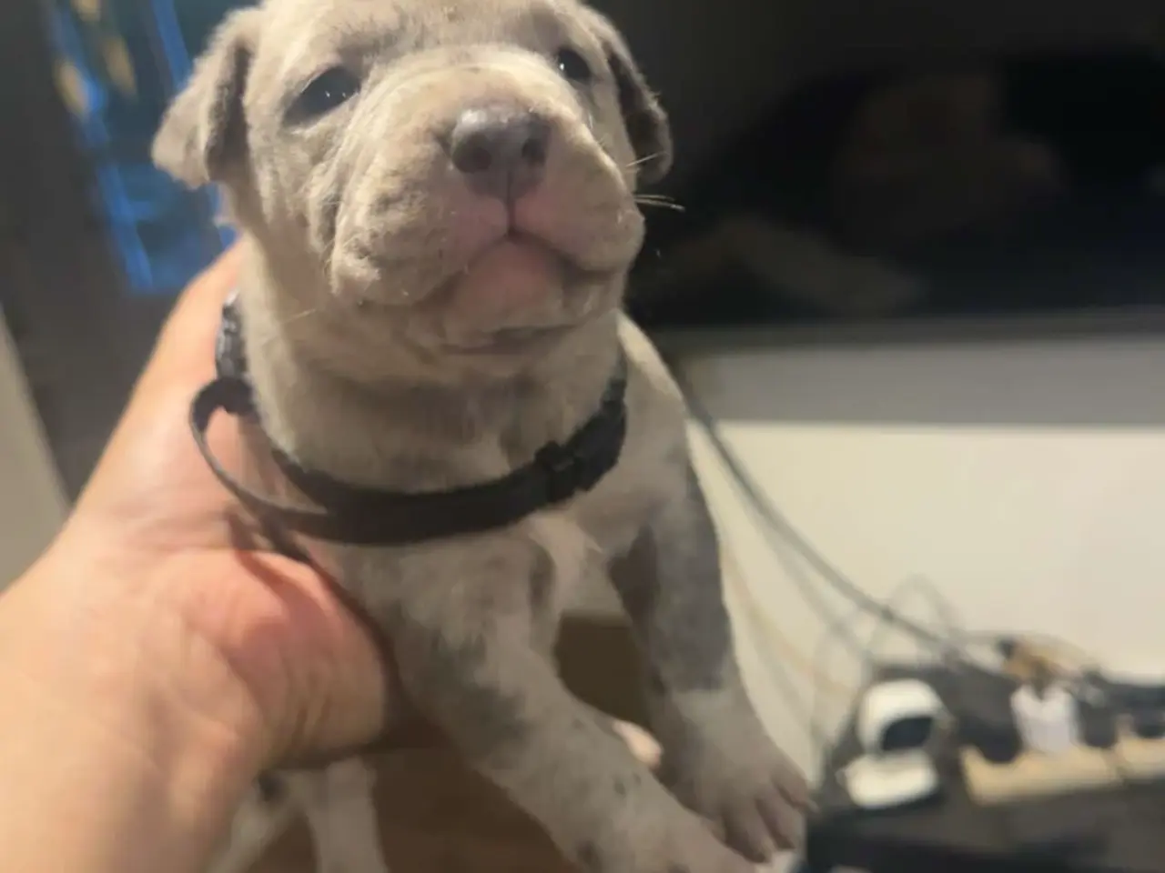 Billede 7 - 10 stk hvalpe (American bully xl)