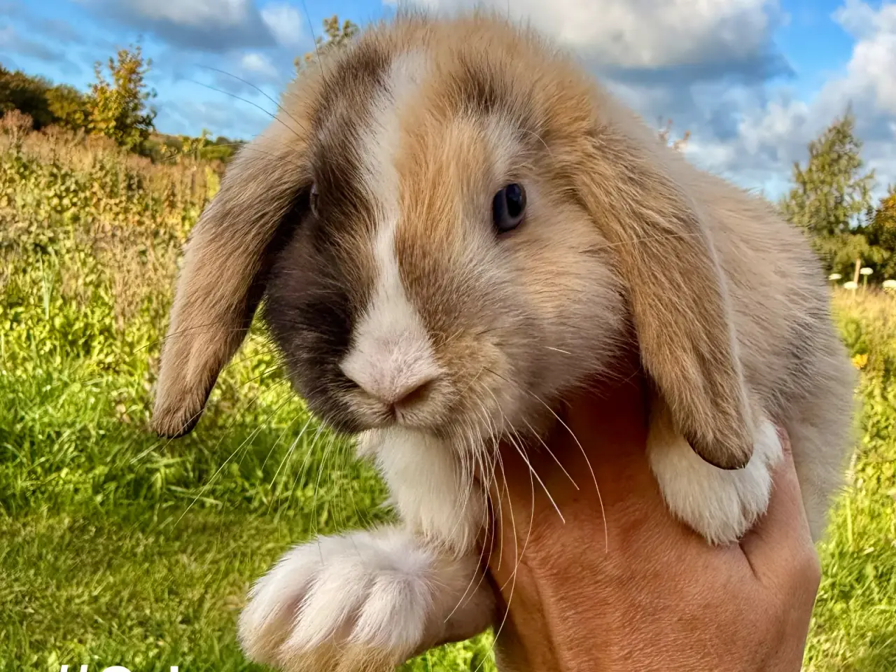 Billede 10 - 6 stk. Mini Lop unger