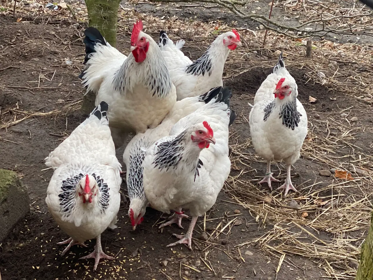 Billede 4 - Lys sussex kyllinger.