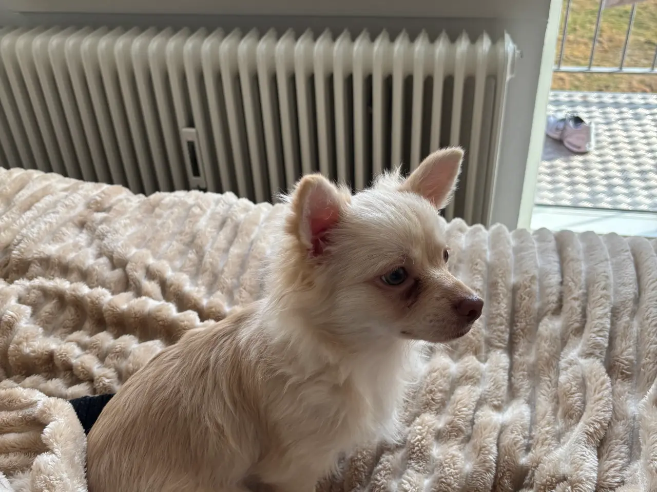 Billede 3 - Lang håret chihuahua 