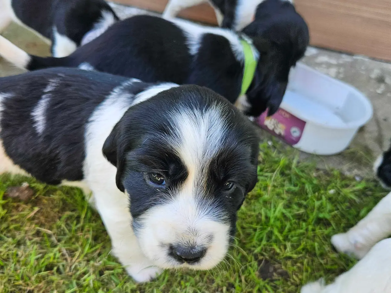Billede 9 - Engelsk springer spaniel 