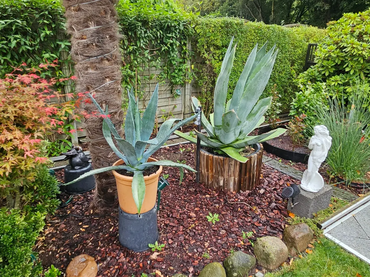 Billede 2 - Agave cirka 50 cm 
