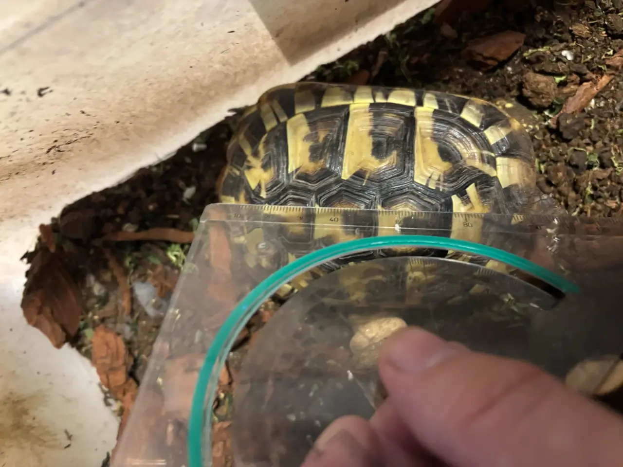 Billede 2 - Græsk landskildpadde