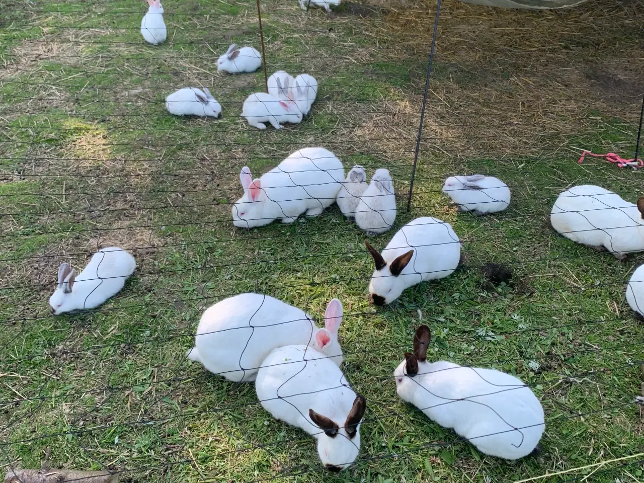 Billede 1 - 🐇Søde New Zealand/California kaniner🐇