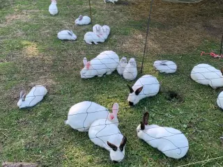 🐇Søde New Zealand/California kaniner🐇