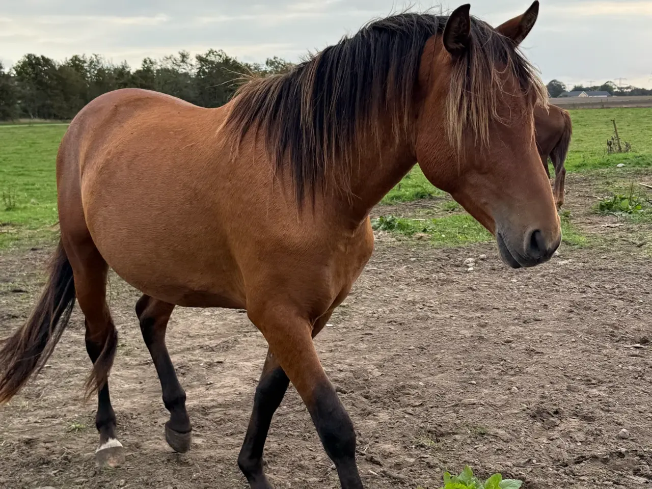 Billede 1 - 3 års PRE sælges
