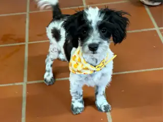 Den sødeste og frækkeste lille Maltipoo dreng