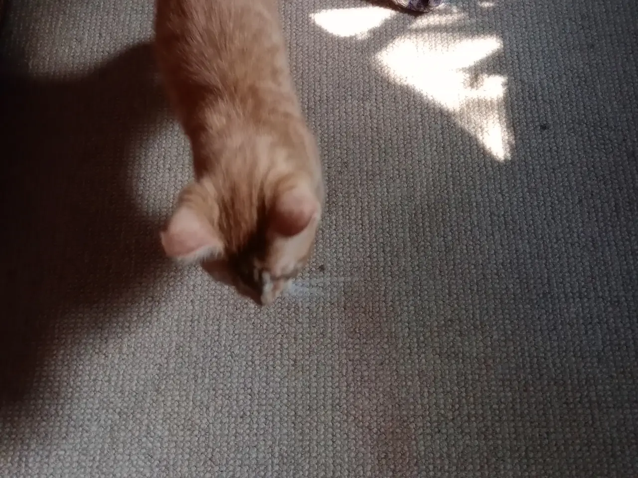 Billede 2 - Katte killinger