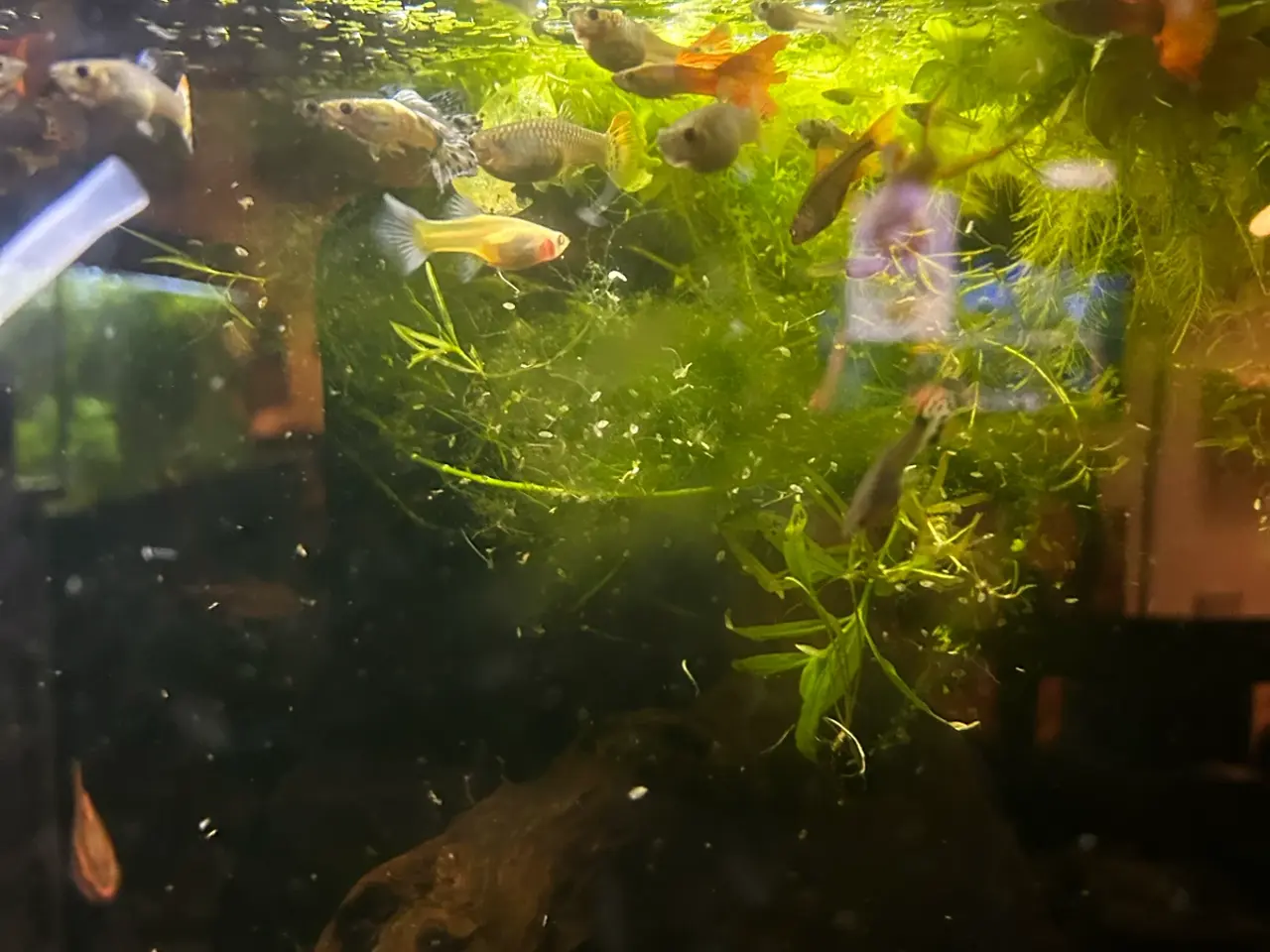 Billede 6 - 🐠 Guppymix – Voksne & Unger | Flotte Farver, Viby