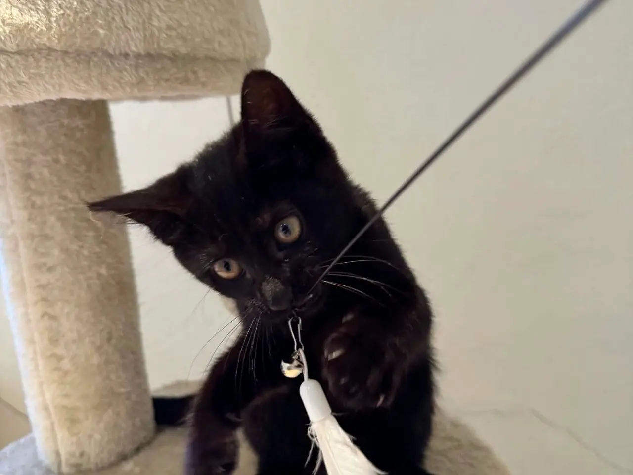 Billede 2 - Sort katte killing