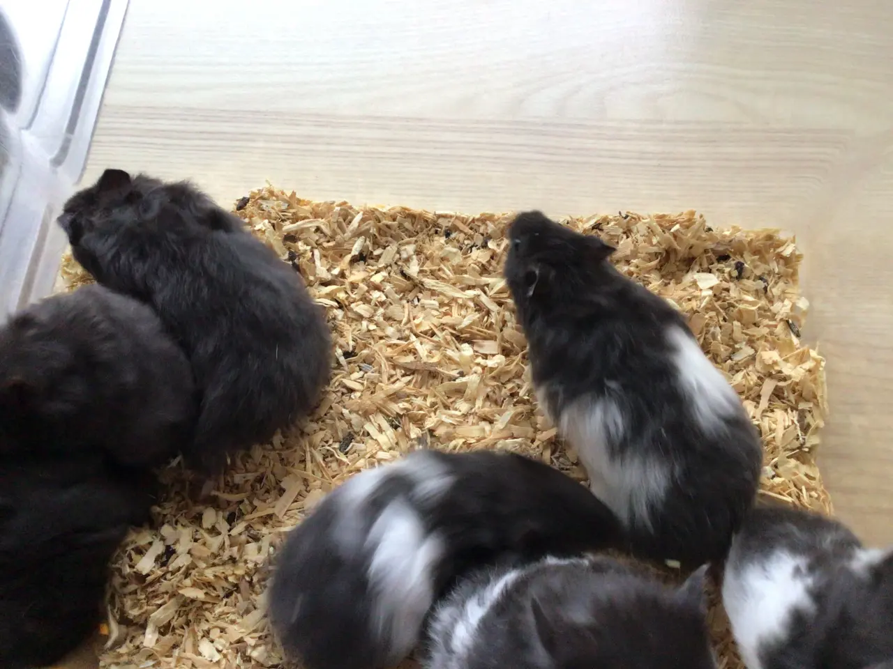 Billede 2 - Guldhamster unger