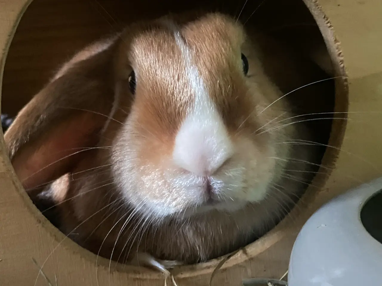 Billede 2 - 🐰💕 Søde Rosé søger nyt hjem 💕