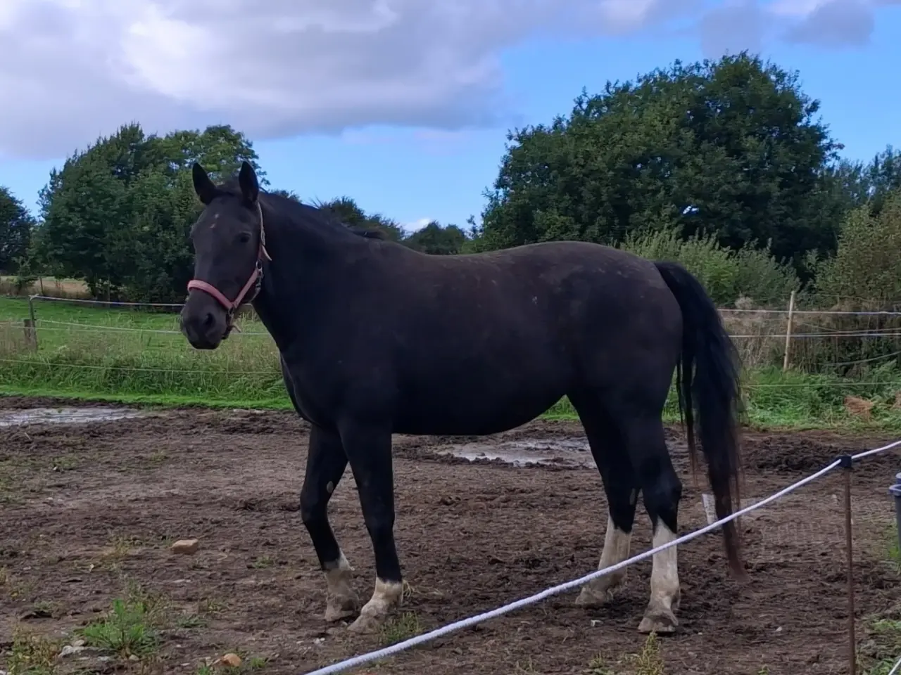 Billede 3 - Oldenborg hoppe byttes