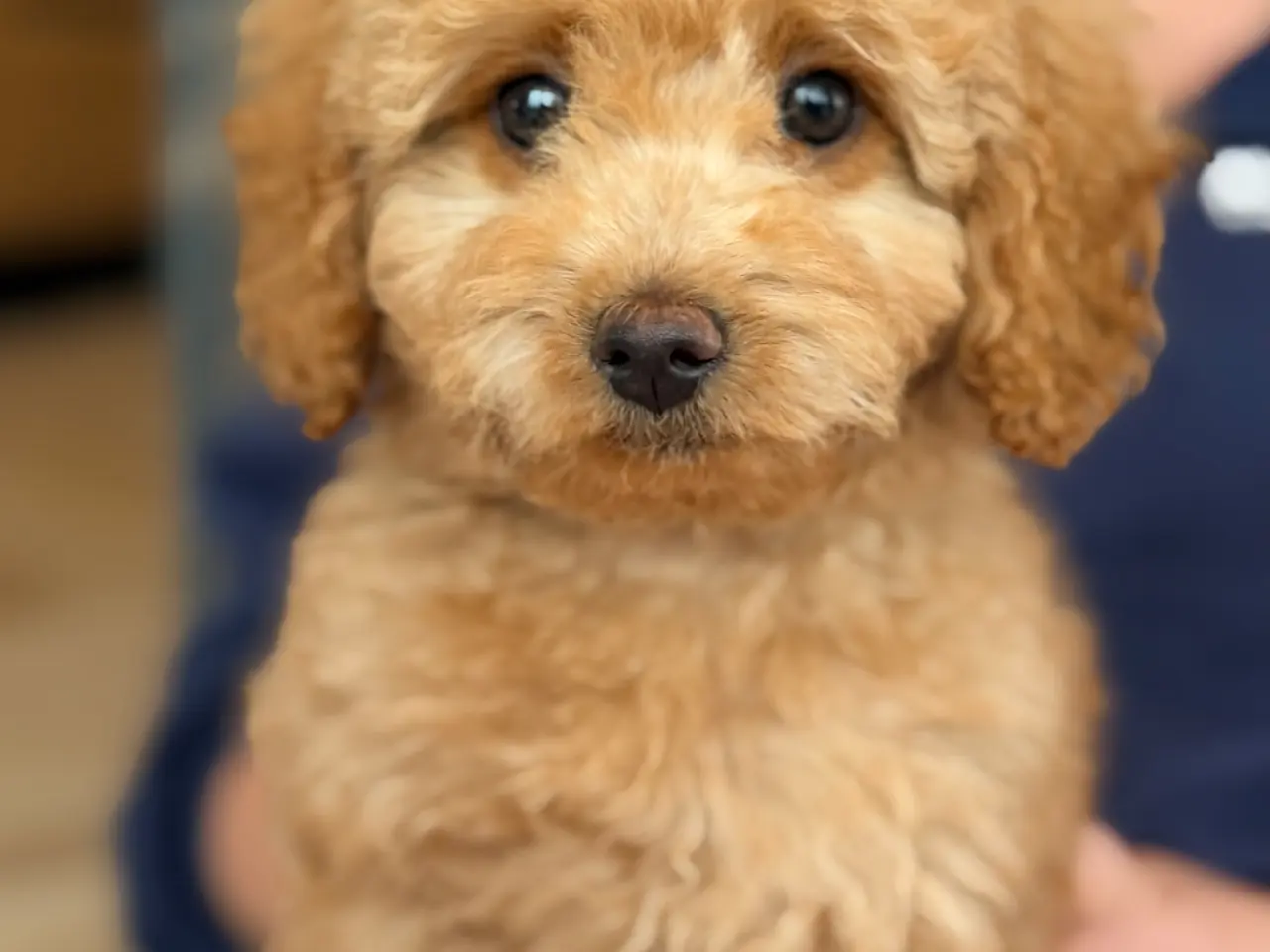 Billede 4 - Goldendoodledoo F1B