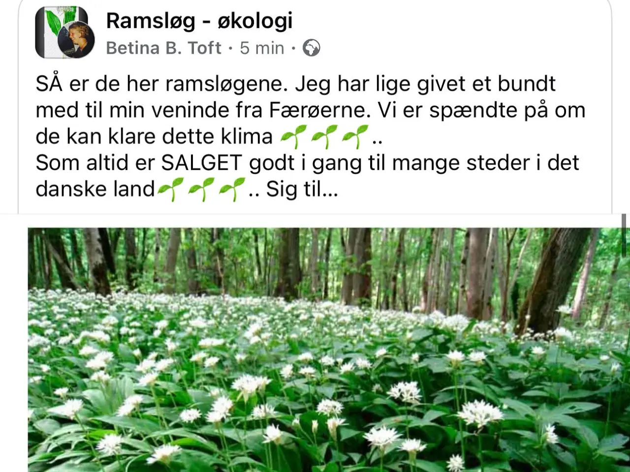 Billede 1 - Ramsløg