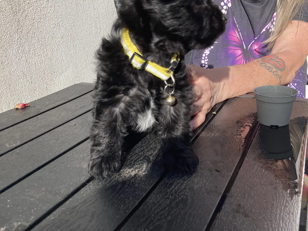 Billede 3 - Yorkshire Terrier hvalpe
